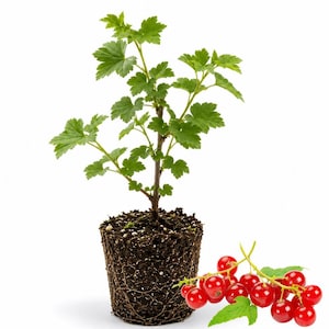 May include: A potted red currant plant with green leaves and a cluster of bright red berries. The plant is in a dark soil-filled pot, with visible roots. The berries are on a green stem.