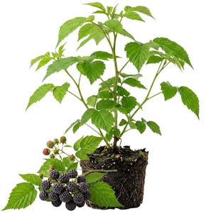 May include: A blackberry plant with a root ball of dark soil, featuring vibrant green serrated leaves and a cluster of ripe, dark purple-black blackberries alongside smaller, developing green and reddish berries on a separate stem.