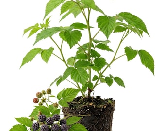 May include: A blackberry plant with a root ball of dark soil, featuring vibrant green serrated leaves and a cluster of ripe, dark purple-black blackberries alongside smaller, developing green and reddish berries on a separate stem.