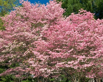 Pink Dogwood Tree, 6-12 Inch Tall in Quart Pot - Flowering Ornamental Tree