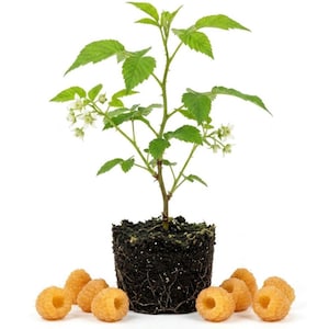 May include: A young raspberry plant with green leaves and small white flowers growing in a cylindrical block of dark soil, surrounded by several individual golden-yellow raspberries arranged on the surface around the base of the plant.