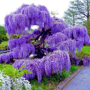 Purple Wisteria Plant, 6-10 Inch Tall in 2.5 Inch Pot - Flowering Climbing Vine Plants