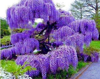 Purple Wisteria Plant, 6-10 Inch Tall in 2.5 Inch Pot - Flowering Climbing Vine Plants
