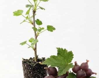 Black Velvet Gooseberry Live Plant 4-8 Inch - Dark Purple Berry Bush Starter, No Pot in Soil