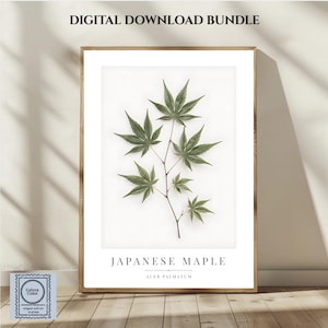 May include: A framed botanical print featuring a green Japanese maple branch with serrated leaves on a white background. The text reads DIGITAL DOWNLOAD BUNDLE at the top and JAPANESE MAPLE ACER PALMATUM at the bottom of the white rectangular frame.