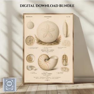 May include: A digital download bundle featuring a vintage-style scientific print of marine life. The poster displays detailed illustrations of a sand dollar and a nautilus shell in beige tones, with scientific labels and text in French.