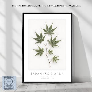May include: A framed botanical wall art print featuring a single Japanese maple branch with green leaves against a white background. The text reads: DIGITAL DOWNLOAD, PRINTS & FRAMED PRINTS AVAILABLE, JAPANESE MAPLE, and ACER PALMATUM.
