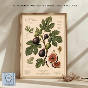 Könnte beinhalten: Ein botanischer Kunstdruck mit dem Titel Ficus Carica, der detaillierte Illustrationen von Feigenzweigen, Blättern und Früchten in Grün- und Dunkellila-Tönen zeigt. Der cremefarbene Hintergrund enthält wissenschaftliche Texte und Beschriftungen.