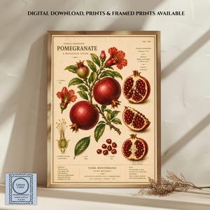 Può includere: Una stampa d'arte botanica intitolata Pomegranate A Botanical Study, che presenta illustrazioni dettagliate di frutti di melograno, fiori, foglie e semi su sfondo crema con testo scientifico in una cornice di legno.