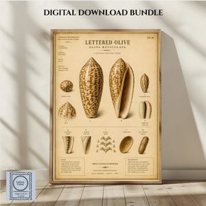 May include: A vintage-style natural history poster titled Lettered Olive Oliva Reticulata, featuring detailed illustrations of various shell views, anatomical parts, and descriptive text on a beige background, presented as a digital download bundle.