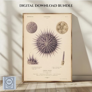 May include: A digital download bundle featuring a vintage-style scientific illustration of a purple sea urchin. The print displays detailed anatomical drawings of the echinoderm, including spines and skeletal structures, with French text labels.