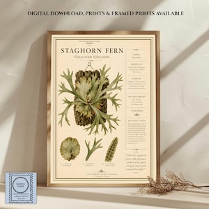 Może przedstawiać: Botaniczny wydruk ścienny zatytułowany STAGHORN FERN Platycerium bifurcatum, przedstawiający centralną ilustrację paproci na korze, mniejsze detale roślin oraz bloki tekstu dotyczące rodziny, siedliska i notatek botanicznych na kremowym tle.