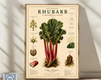 Peut inclure: Une affiche botanique intitulée RHUBARB A BOTANICAL STUDY, présentant une illustration centrale de rhubarbe aux tiges rouges et feuilles vertes, entourée de petits schémas de fleurs, de gousses et de racines sur un fond crème.
