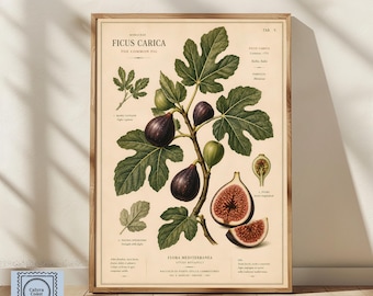 Peut inclure: Une affiche d'art botanique intitulée Ficus Carica, The Common Fig, présentant des illustrations détaillées de branches, de feuilles et de fruits de figuier dans des tons de vert et de violet foncé sur un fond crème avec du texte descriptif.