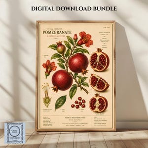 May include: A botanical study print of a pomegranate, Punica granatum, featuring detailed illustrations of the fruit, flowers, leaves, and seeds. The cream-colored poster includes scientific text, labels, and diagrams in black ink, presented in a wooden frame.