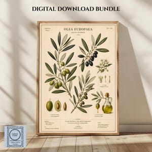 Könnte beinhalten: Ein botanischer Kunstdruck mit dem Titel Olea Europaea, der detaillierte Illustrationen von Olivenzweigen mit grünen und schwarzen Oliven, weißen Blüten und einer Glasflasche Olivenöl zeigt. Das cremefarbene Poster enthält wissenschaftliche Beschriftungen.