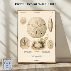 Sand Dollar Marine Study Print | Vintage Echinoderm Wall Art | Antique Seabed Illustration Decor | Digital Download