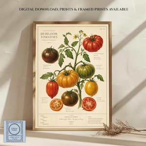 Pode incluir: Uma impressão botânica intitulada Heirloom Tomatoes com ilustrações de várias variedades de tomate em vermelho, laranja, amarelo e verde. O cartaz inclui texto científico, etiquetas e um fundo creme, emoldurado em madeira clara.