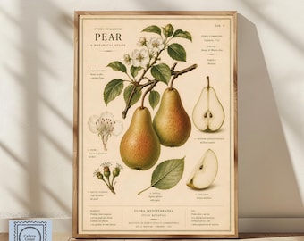 Peut inclure: Une affiche botanique illustrant une poire Pyrus communis sur fond crème. L'œuvre présente une branche de poirier avec des fleurs blanches, deux poires entières et deux coupes transversales, accompagnées d'étiquettes de texte scientifique.