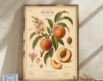 Affiche botanique vintage représentant une pêche | Décoration de cuisine fruitée antique | Poster botanique méditerranéen | Téléchargement numérique et impression encadrée
