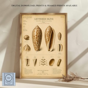 Puede incluir: Un póster educativo de estilo vintage titulado Lettered Olive Oliva Reticulata que presenta ilustraciones detalladas en marrón y beige de conchas marinas, partes anatómicas y texto científico sobre un fondo beige, en un marco de madera.