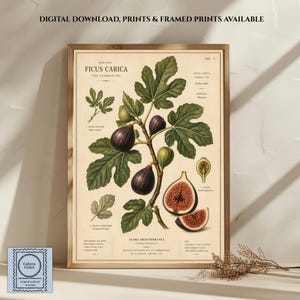 Vintage Fig Botanical Wall Art Print | Antique Fruit Kitchen Decor | Mediterranean Botanical Poster | Digital Download & Framed Print