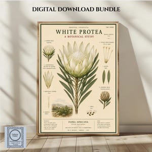 Op de afbeelding: Een botanische kunstprint getiteld White Protea A Botanical Study, met een grote centrale illustratie van een witte proteabloem omringd door kleinere diagrammen van de onderdelen, waaronder bloemhoofdjes, bladeren en zaden op een crèmekleurige achtergrond.