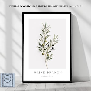 May include: A framed wall art print featuring a botanical illustration of an olive branch with green and black olives on a white background. The text reads "OLIVE BRANCH" and "OLEA EUROPAEA" at the bottom, with "DIGITAL DOWNLOAD, PRINTS & FRAMED PRINTS AVAILABLE" at the top.