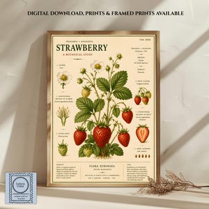 May include: A botanical study print of a strawberry plant on a cream background, featuring detailed illustrations of white flowers, green leaves, and red strawberries. The text includes 'STRAWBERRY', 'A BOTANICAL STUDY', and 'FLORA EUROPAEA'.