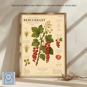 Może przedstawiać: Botaniczny wydruk ścienny zatytułowany REDCURRANT A BOTANICAL STUDY, zawierający szczegółowe ilustracje Ribes rubrum z zielonymi liśćmi, czerwonymi jagodami i przekrojami kwiatów. Kremowy plakat zawiera tekst naukowy i diagramy.