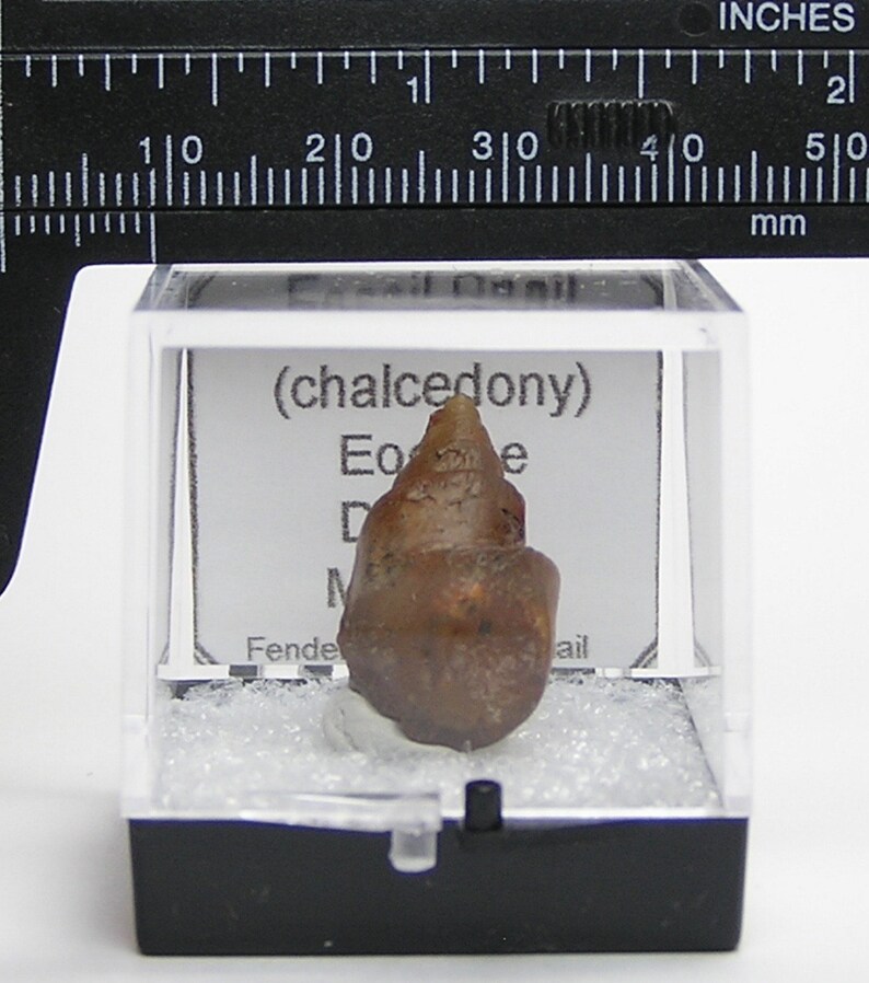 Fossil Snail Primeval invertebrate gastropod animal preserved by Carnelian agate amber brown chalcedony African Gemstone Organic Artifact