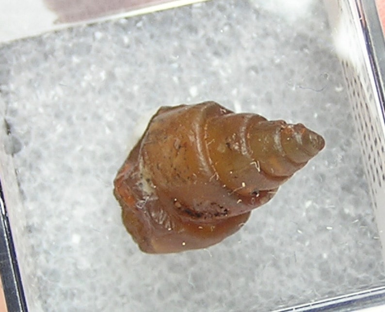 Fossil Snail Primeval invertebrate gastropod animal preserved by Carnelian agate amber brown chalcedony African Gemstone Organic Artifact