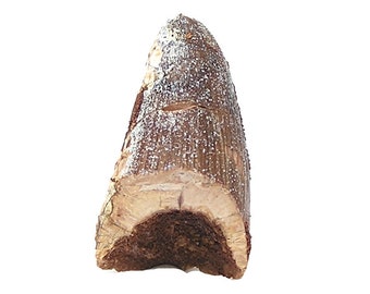 Fossil Crocodile Prehistoric Tooth Very Ancient Primeval Animal Life organic stone Artifact, Cretaceous of Morocco Sarcosuchus, African