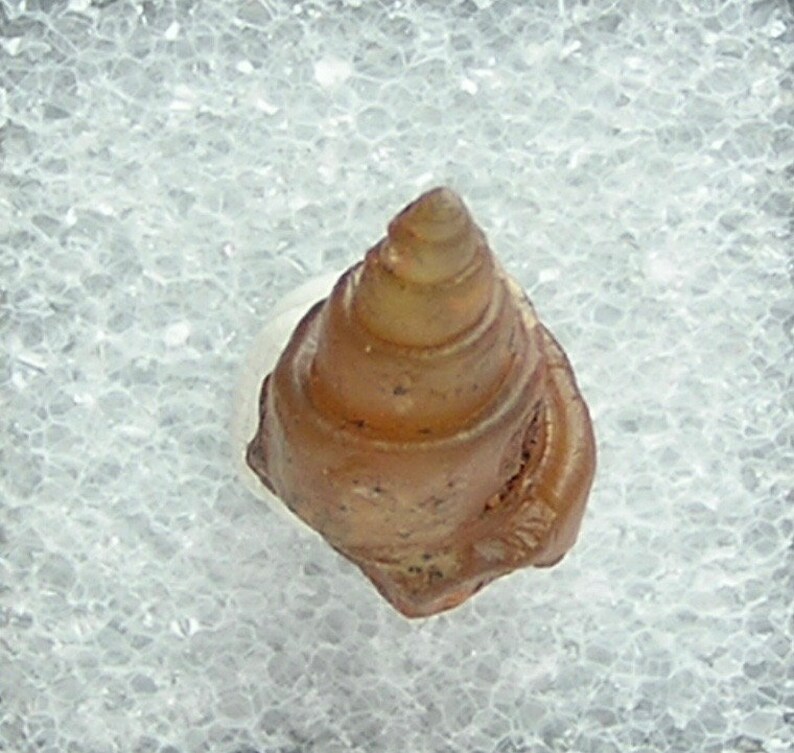 Fossil Snail Primeval invertebrate gastropod animal preserved by Carnelian agate amber brown chalcedony African Gemstone Organic Artifact