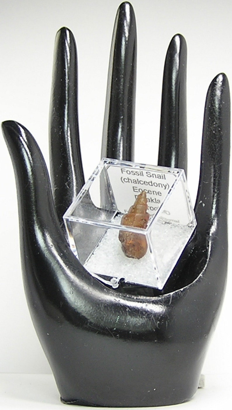 Fossil Snail Primeval invertebrate gastropod animal preserved by Carnelian agate amber brown chalcedony African Gemstone Organic Artifact