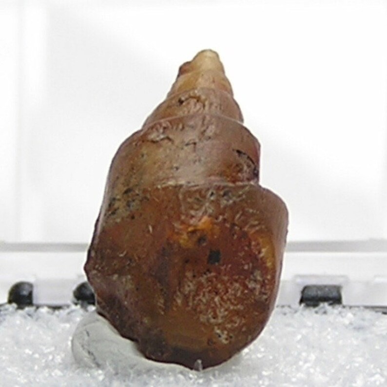 Fossil Snail Primeval invertebrate gastropod animal preserved by Carnelian agate amber brown chalcedony African Gemstone Organic Artifact