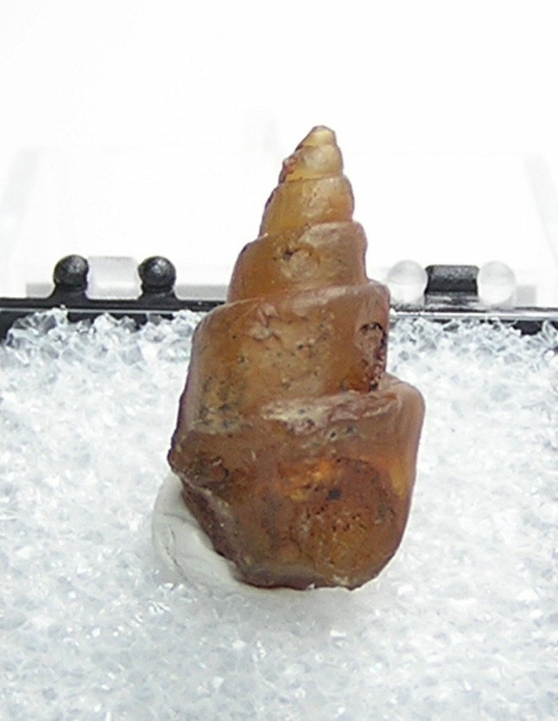 Fossil Snail Primeval invertebrate gastropod animal preserved by Carnelian agate amber brown chalcedony African Gemstone Organic Artifact