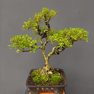 knstliche olivenbaum Knstlicher Olivenbaum 200 cm