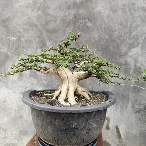 Puede incluir: Un bonsái con un tronco grueso, de color claro y texturizado, con ramas extendidas cubiertas de pequeñas hojas verdes. El árbol está plantado en una maceta redonda de plástico gris oscuro con tierra oscura. El texto en la esquina dice 2026/06/04 19:08.