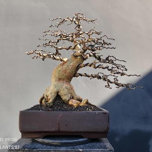 Puede incluir: Un bonsái con un tronco grueso, texturizado y de color marrón claro, con ramas oscuras, retorcidas y sin hojas, sujetas con alambre. El árbol está plantado en una maceta rectangular de cerámica marrón oscuro con tierra. Texto: 2026/05/31 09:08 CRAZY_PLANTS'87.