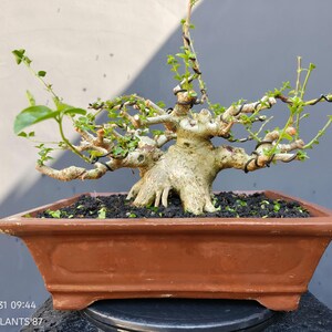 Puede incluir: Un bonsái con un tronco grueso, texturizado y de color claro, con múltiples ramas envueltas en alambre oscuro y pequeñas hojas verdes. El árbol está plantado en una maceta rectangular de cerámica color terracota con tierra oscura.