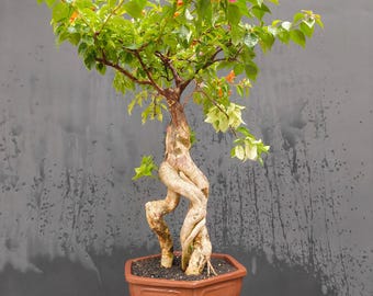 Bougainvillea Bonsai Baum - Echte Bilder - Große Größe - Seltener Exklusiver Bonsai Baum