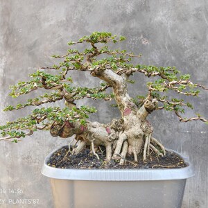 Può includere: Un bonsai con un tronco spesso, strutturato e di colore chiaro, con radici esposte e molteplici rami che si estendono con piccole foglie verdi. L'albero è piantato in un ampio vaso di plastica grigio chiaro riempito di terra scura e ghiaia.