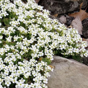 May include: A close-up of a cluster of small white flowers with yellow centers, growing among green foliage and gray rocks. The flowers are in full bloom, creating a dense, textured appearance. The scene is natural and outdoors.