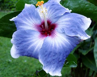 Heirloom Hibiscus Seeds – Tropical Flower Plant for Garden Blooms