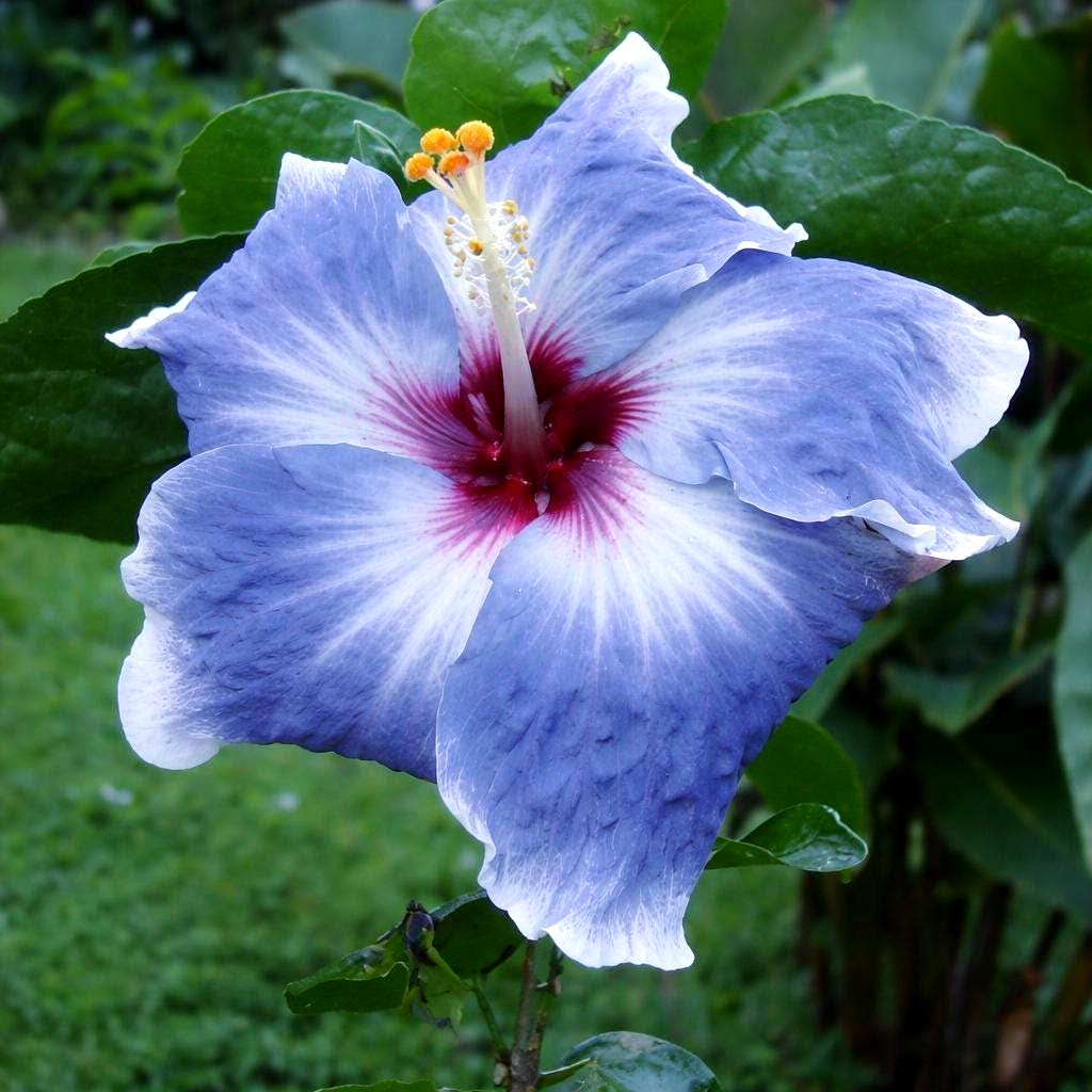 Hibiscus seeds for planting - Etsy 日本