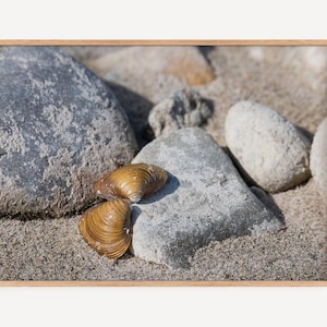 Könnte beinhalten: Ein gerahmtes Foto, das zwei glatte, goldbraune Muschelschalen zeigt, die auf hellem Sand neben mehreren grauen und weißen Flusskieselsteinen liegen. Das Bild befindet sich in einem einfachen, hellen Holzrahmen mit einem klaren, rechteckigen Rand.