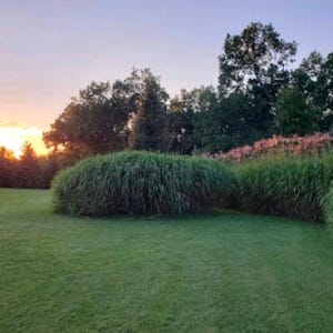 May include: A serene landscape at sunset. Lush green grass covers the foreground, leading to a backdrop of dense, dark green trees and bushes. The sky transitions from a warm orange and yellow to a soft blue, creating a peaceful scene.