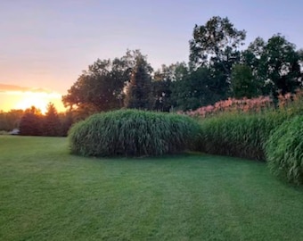 100 Count Rhizomes - Giant Miscanthus (Miscanthus Giganteus)