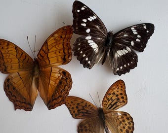Biscoitos de manteiga desidratados (2 unidades)